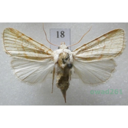 Dicycla oo (Linnaeus, 1758) Slovakia18